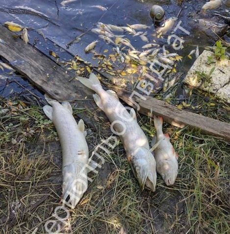 хоростків, спиртзавод, скандал, корупція, фото, тернопільський тиждень